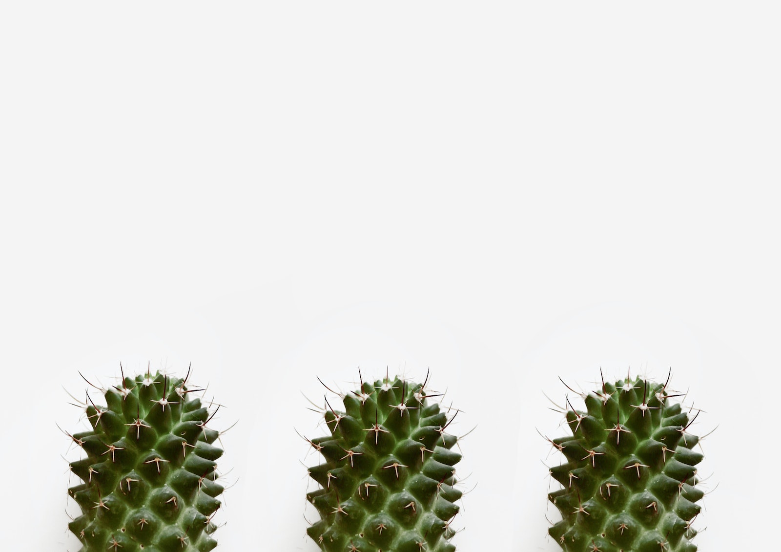 Close-Up Photo of Three Cactus